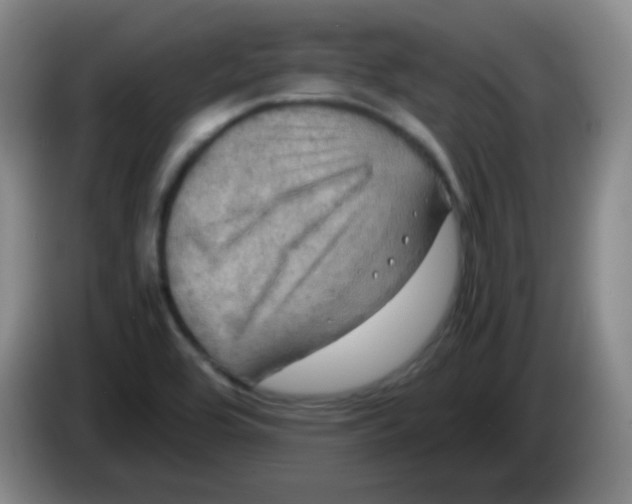 X0000083981464200703091813