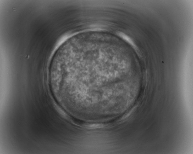 X0000083981467200703091813