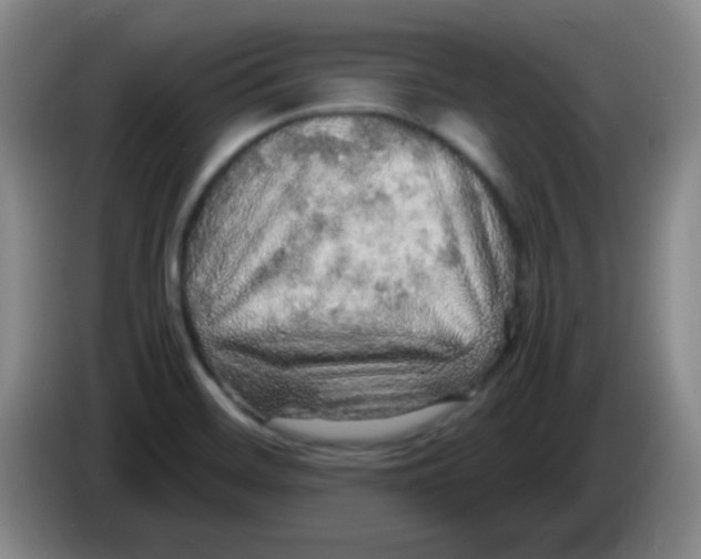 X0000083981468200703091813