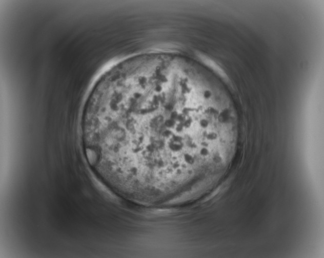 X0000083981471200703091813