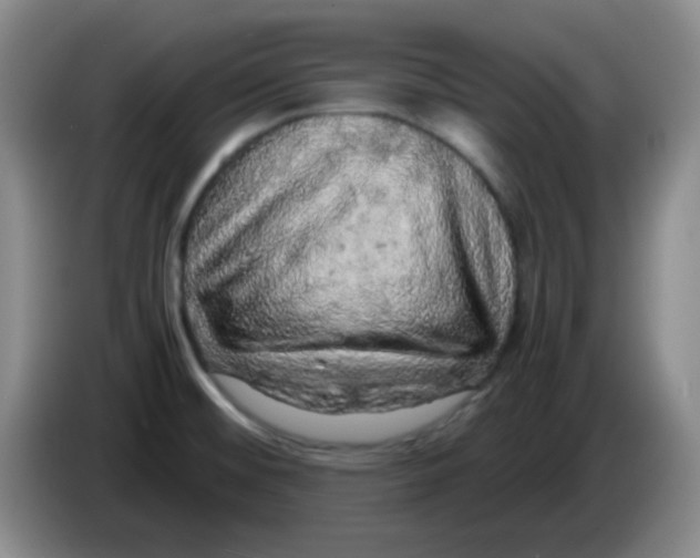 X0000083981476200703091813