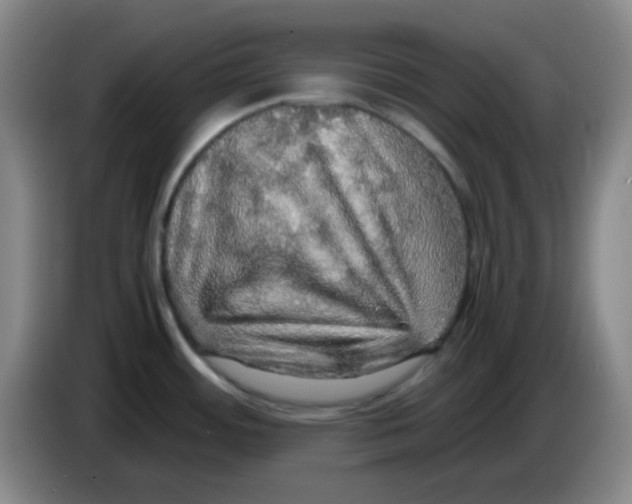 X0000083981484200703091813