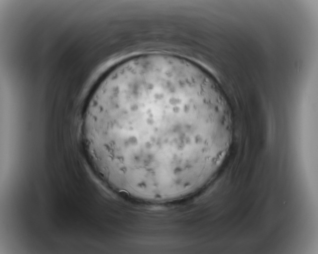 X0000083981507200703091813