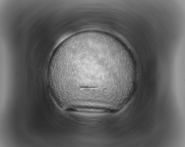 X0000083981513200703091813