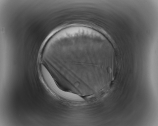 X0000083981522200703091813