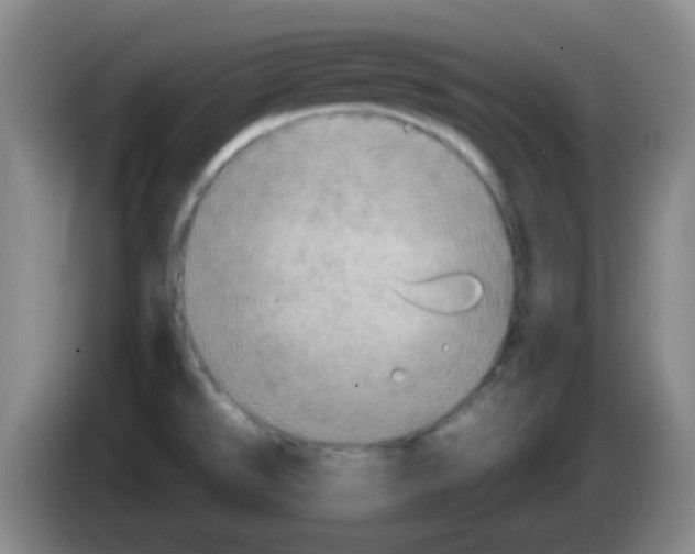 X0000083981526200703091813