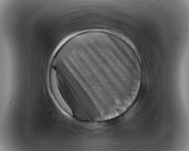 X0000083981533200703091813