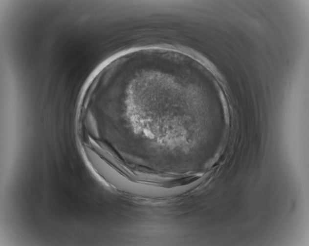 X0000083981536200703091813