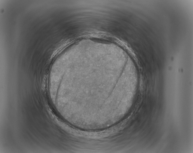 X0000083980010200703161609