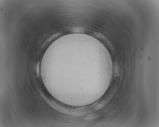 X0000083980028200703161609