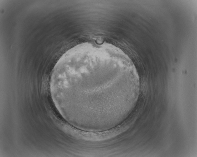 X0000083980030200703161608