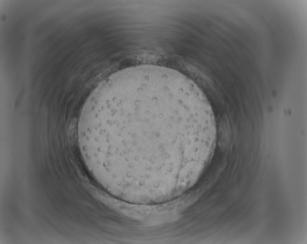 X0000083980034200703161608