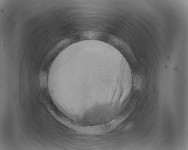 X0000083980036200703161608