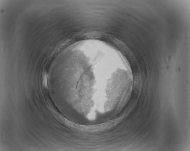 X0000083980046200703161608