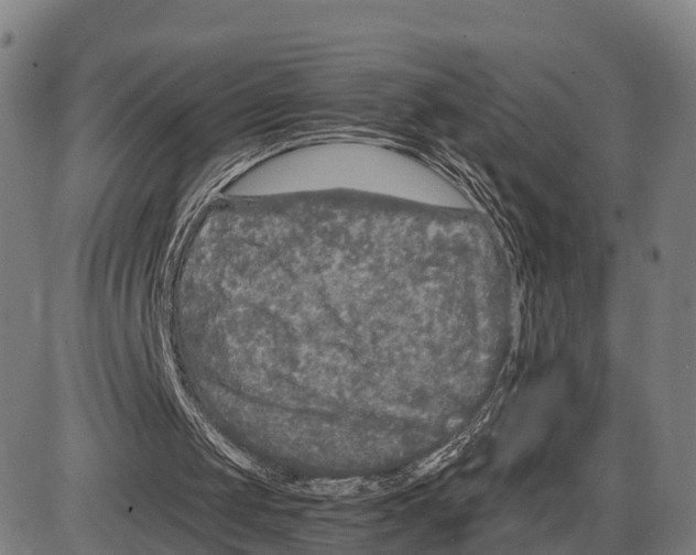 X0000083980049200703161607