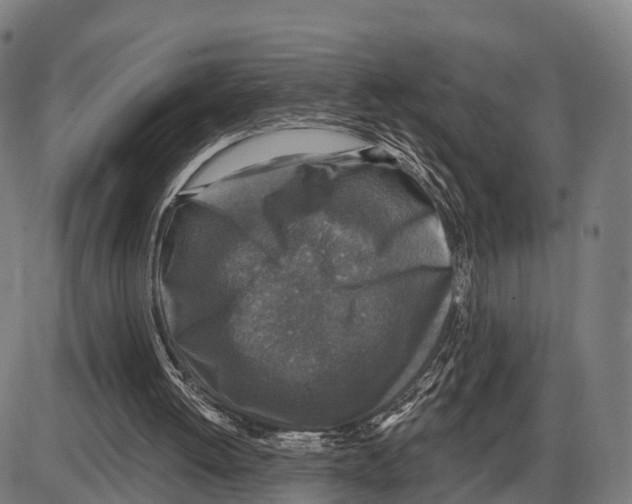 X0000083980052200703161607