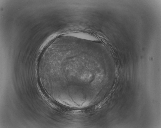 X0000083980054200703161607