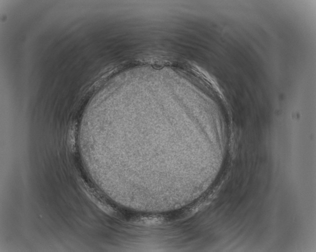 X0000083980065200703161608