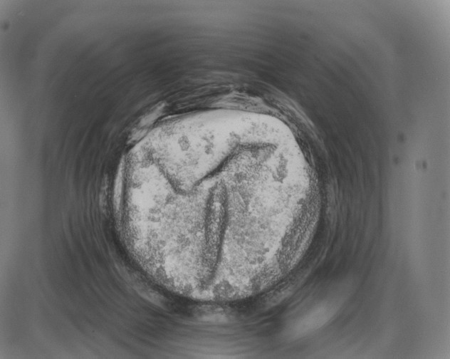 X0000083980073200703161608