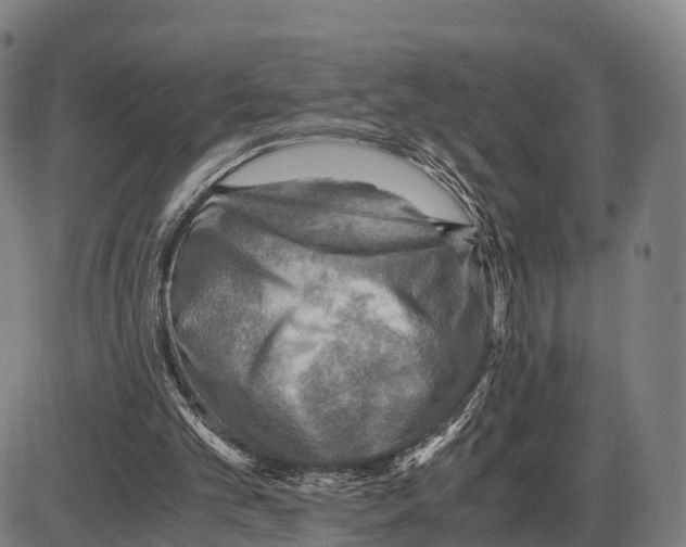 X0000083980101200703161607