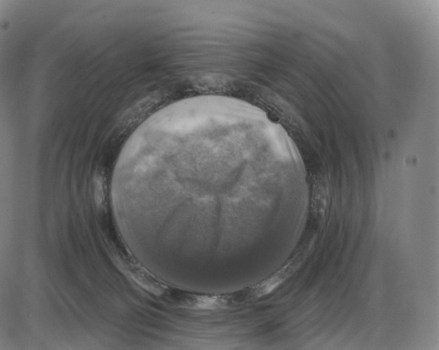 X0000083980130200703161607