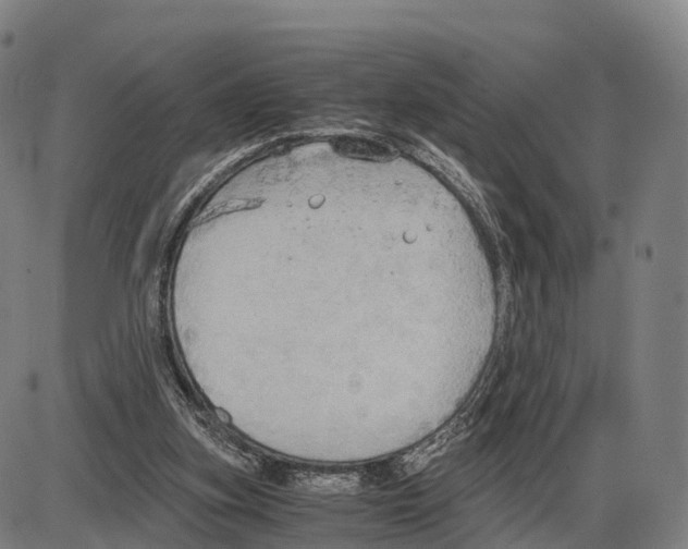 X0000083980155200703161606