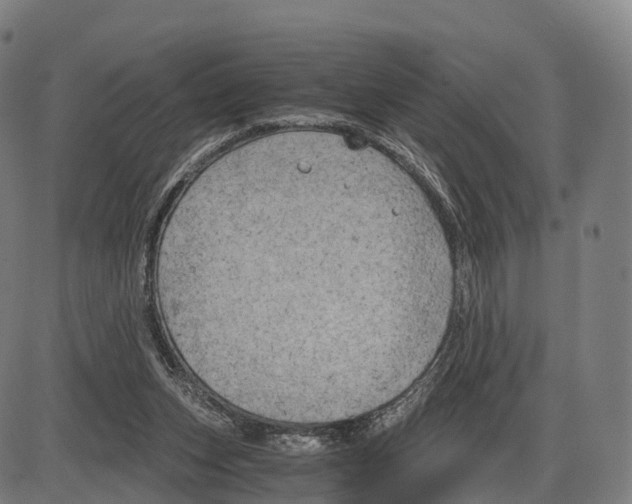 X0000083980159200703161606