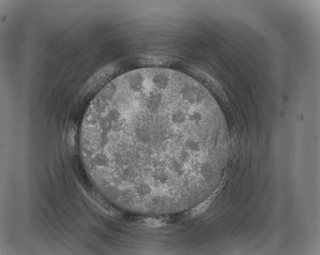 X0000083980166200703161606