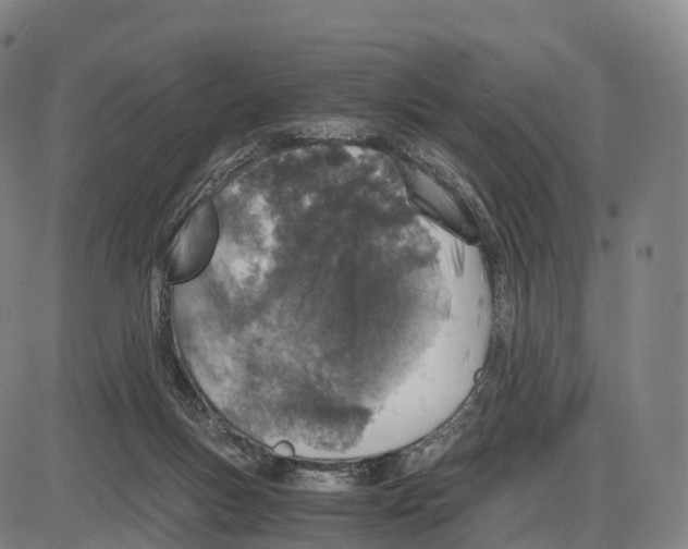 X0000083980167200703161606