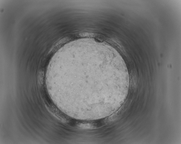 X0000083980171200703161606