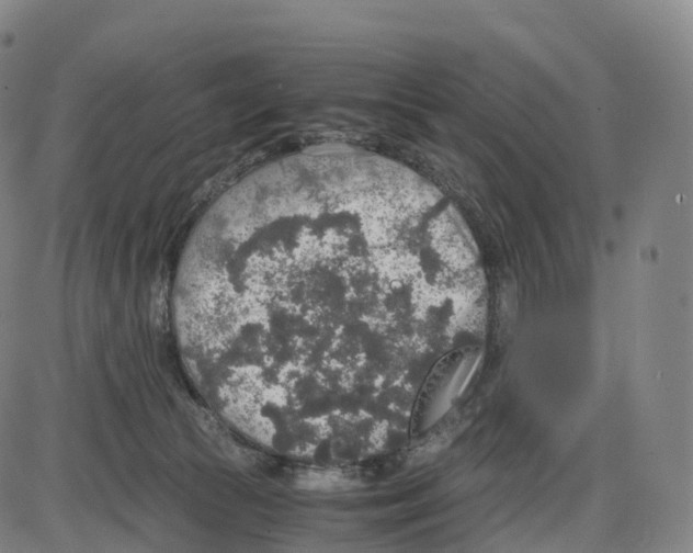 X0000083980177200703161606