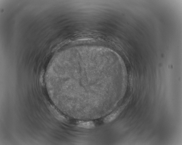 X0000083980185200703161606