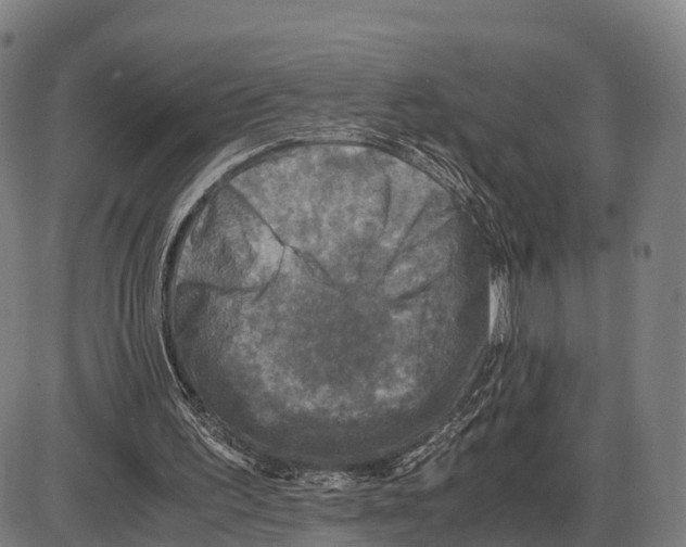 X0000083980195200703161606