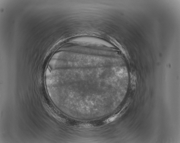 X0000083980203200703161606