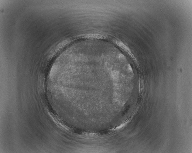 X0000083980205200703161606