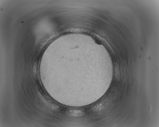 X0000083980208200703161606