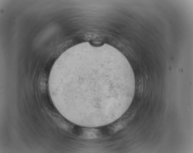 X0000083980226200703161605