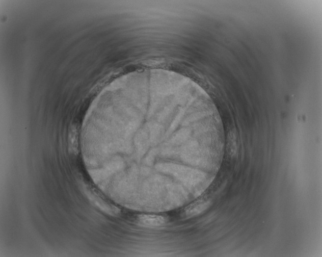 X0000083980234200703161605