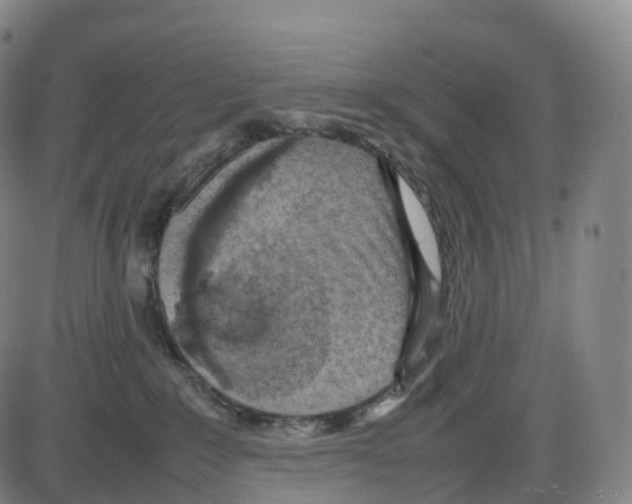 X0000083980235200703161605