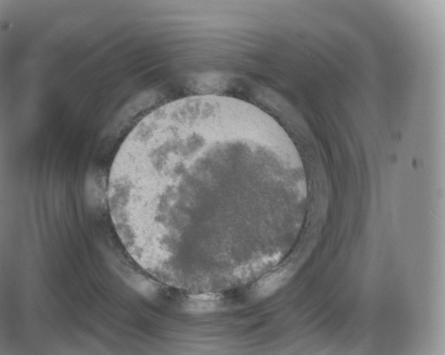 X0000083980240200703161605