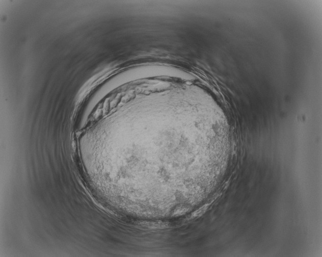 X0000083980245200703161604