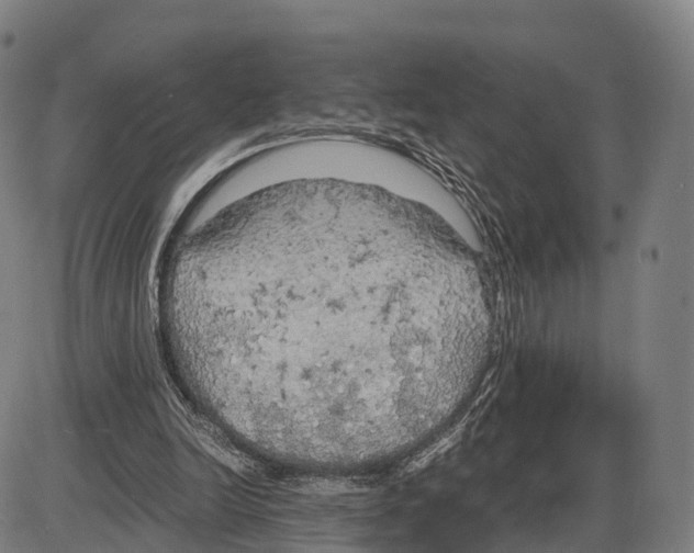 X0000083980246200703161604