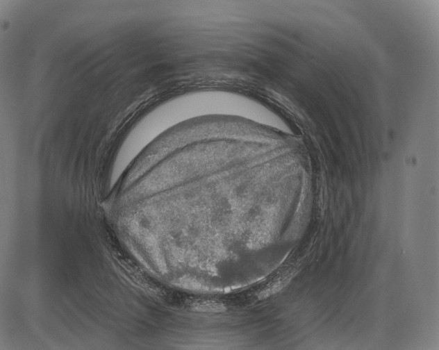 X0000083980258200703161604