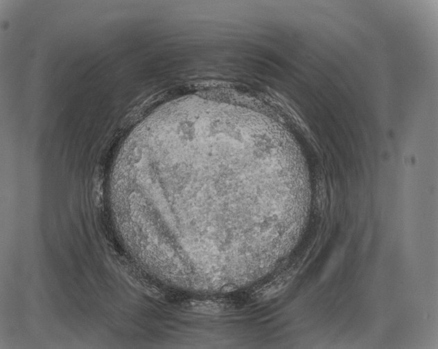 X0000083980259200703161604