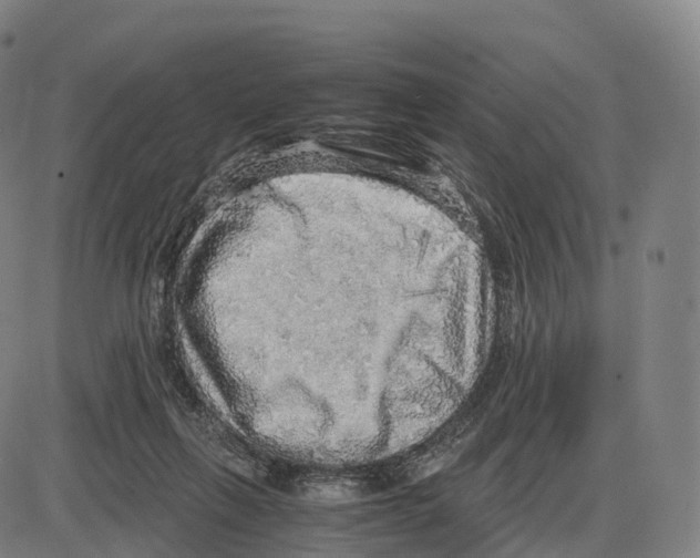 X0000083980263200703161605