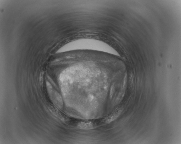 X0000083980271200703161605