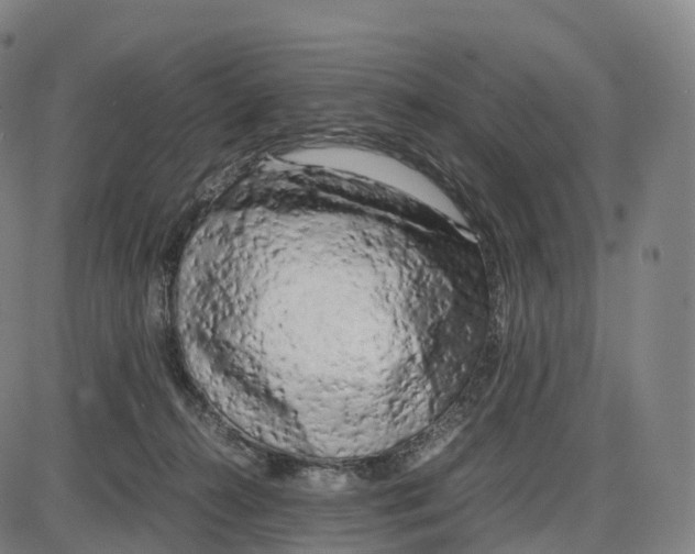 X0000083980272200703161605