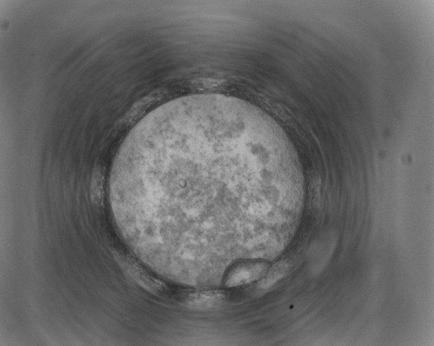 X0000083980274200703161605