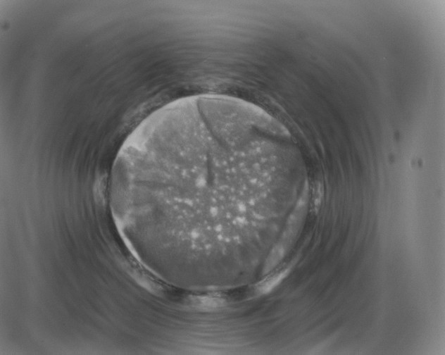 X0000083980286200703161605