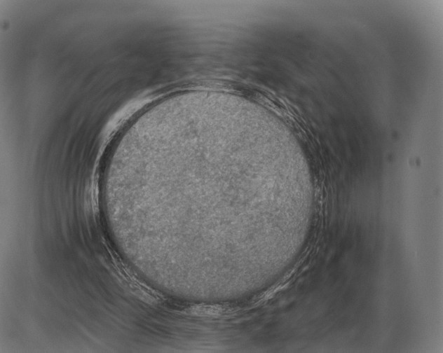 X0000083980294200703161604